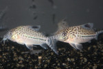 Corydoras Leopardus